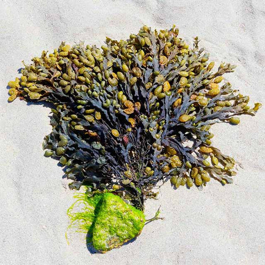 Bladderwrack - The Benefits, Uses and Side Effects