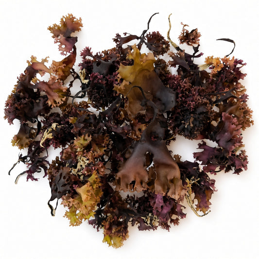 Irish Sea Moss Whole Leaf | Full Spectrum - Herb Harmony