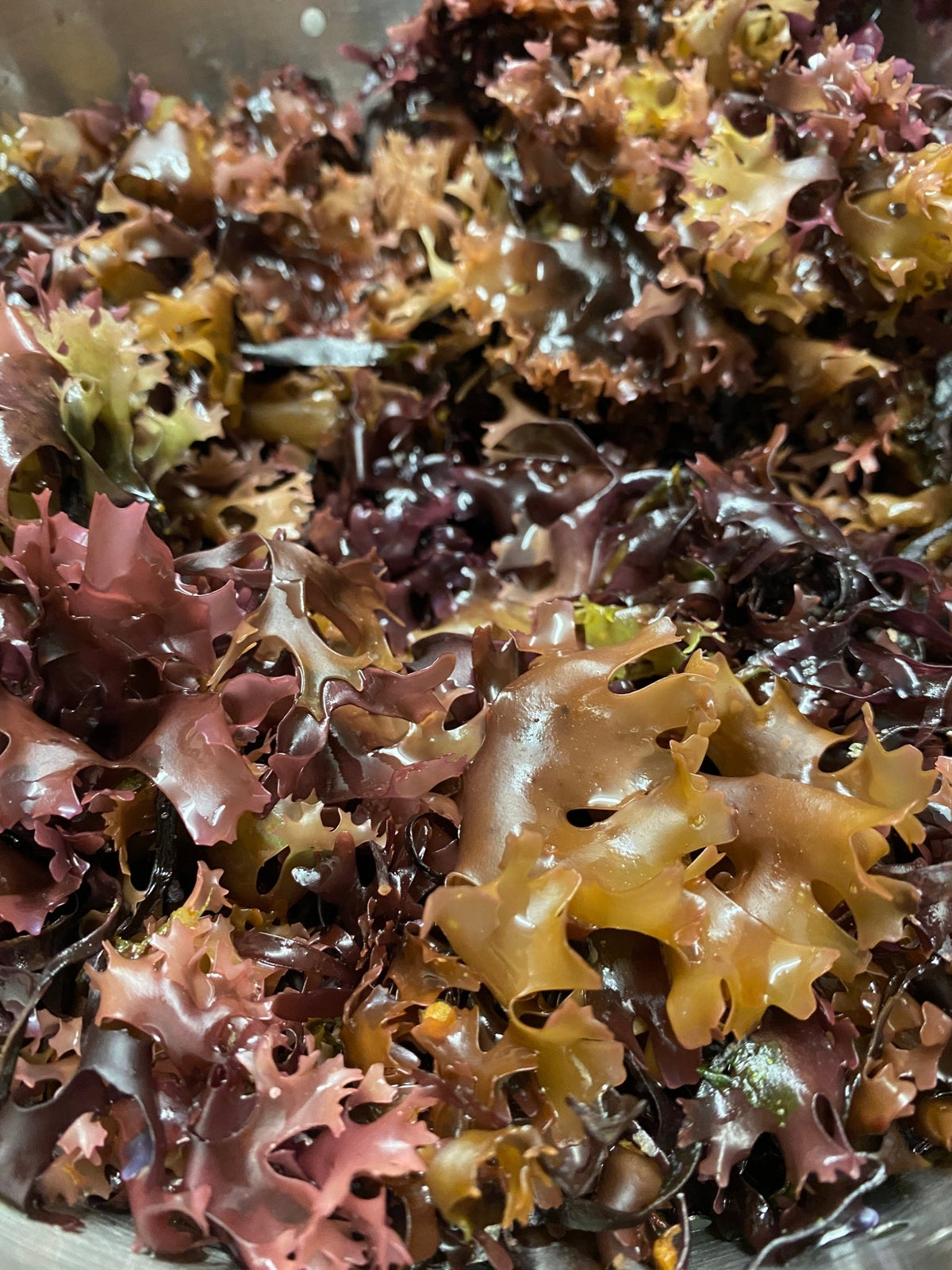 Irish Sea Moss Whole Leaf | Full Spectrum - Herb Harmony