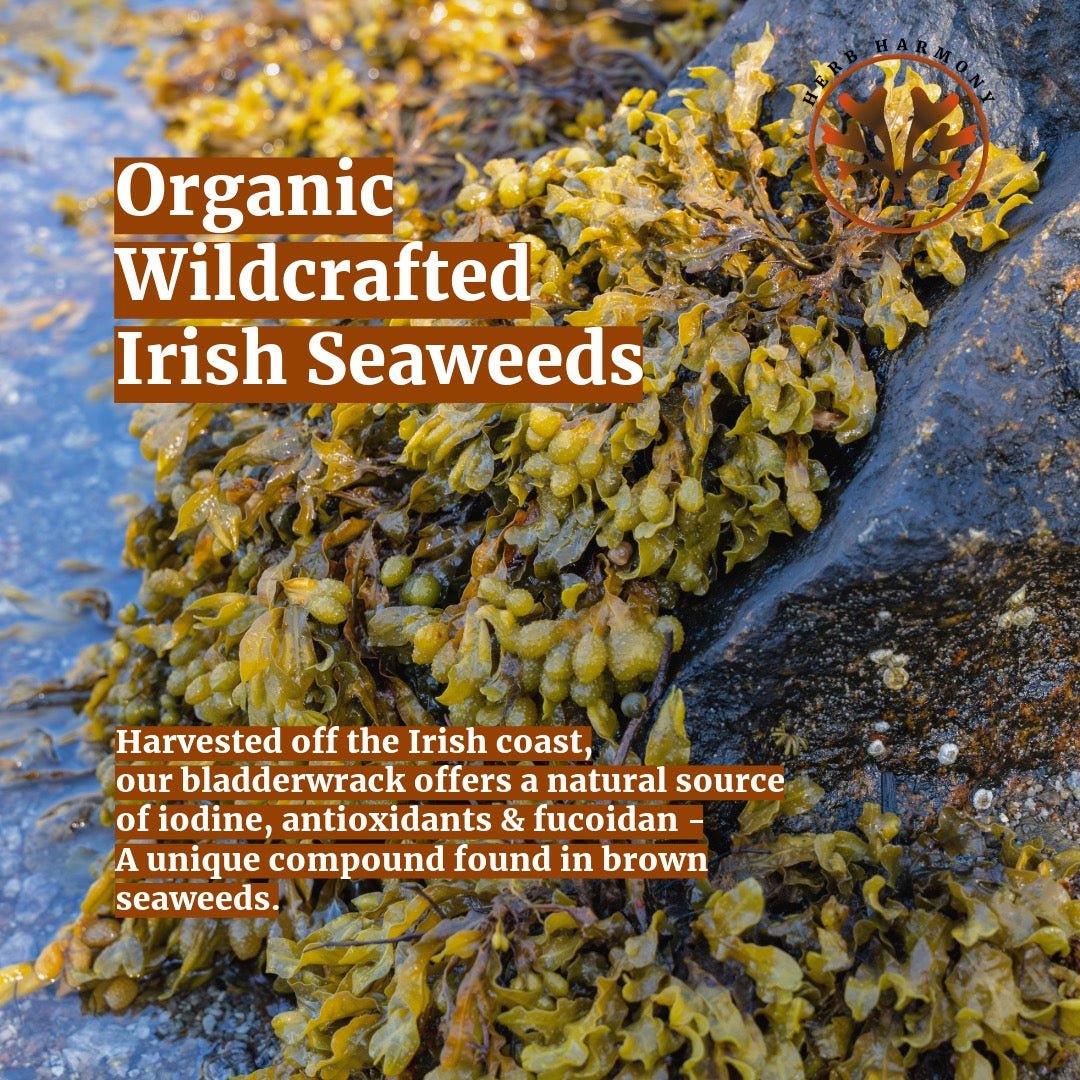 Irish Sea Moss & Bladderwrack - Herb Harmony