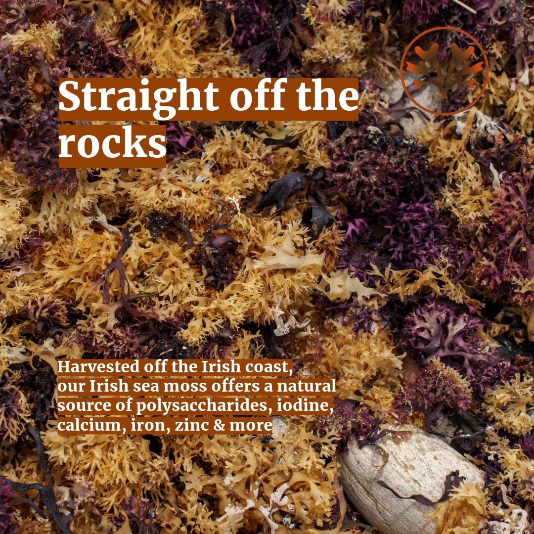 Irish Sea Moss & Bladderwrack - Herb Harmony