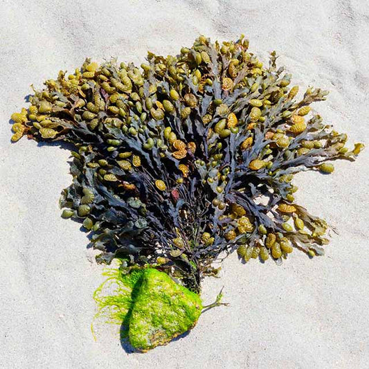 Bladderwrack - The Benefits, Uses and Side Effects - Herb Harmony