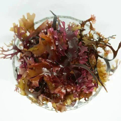 10 Benefits of Sea Moss: A Natural Marine Wellness Guide - Herb Harmony