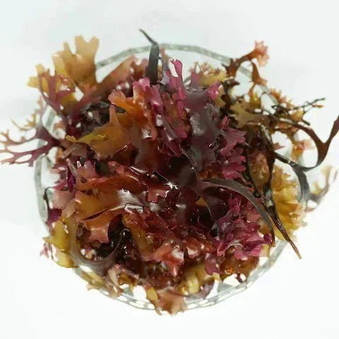 Sea Moss Benefits: A Natural Marine Wellness Guide - Herb Harmony
