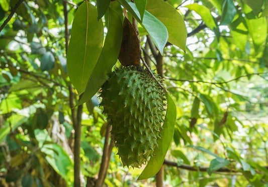 Soursop Leaves: Benefits Beyond the Fruit - Herb Harmony