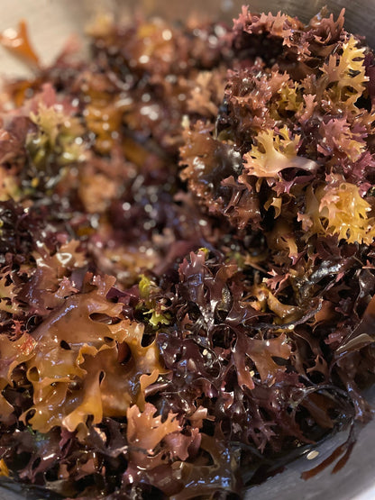 Irish Sea Moss Whole Leaf | Full Spectrum - Herb Harmony