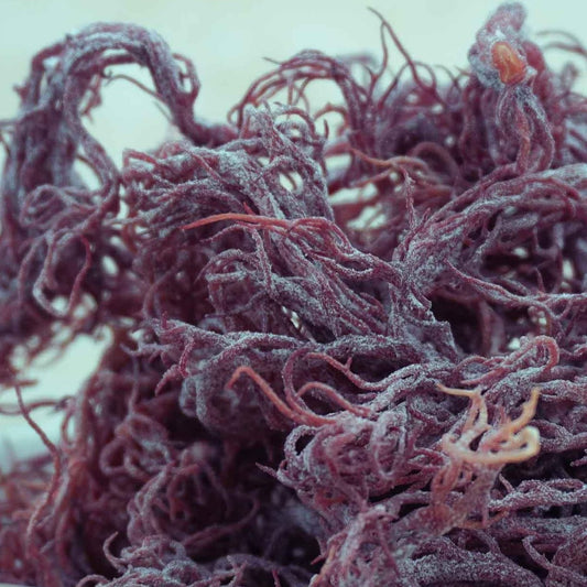 Purple sea moss
